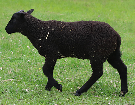 lamb26